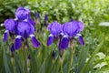 Violet-blue flowers of bearded iris Iris germanica