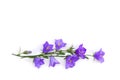 Violet blue flowers bell Campanula persicifolia peach-leaved bellflower on a white background with space for text. Top view,