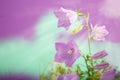 Violet-blue flowers Campanula persicifolia peach-leaved bellflower Royalty Free Stock Photo