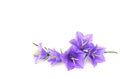 Violet-blue flowers Campanula persicifolia peach-leaved bellflower on a white background with space for text Royalty Free Stock Photo