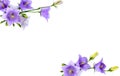 Violet-blue flowers Campanula persicifolia peach-leaved bellflower on a white background with space for text. Top view, flat la. Royalty Free Stock Photo