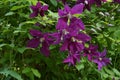 Violet-blue flowers of a climbing vine Royalty Free Stock Photo