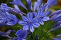 Violet Blue Flowers