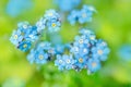 Violet blue flowers. summer background. forget-me-nots macro. raindrops and dew on the petals. one dandelion seeds.Beautiful Royalty Free Stock Photo