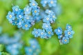 Violet blue flowers. summer background. forget-me-nots macro. raindrops and dew on the petals. one dandelion seeds.Beautiful Royalty Free Stock Photo