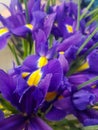 Violet-blue flowers of wild iris, background or texture