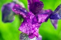 Violet-blue flowers of wild iris, covered with drops of summer rain, on a green background of meadow grasses Royalty Free Stock Photo