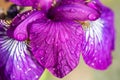 Violet-blue flowers of wild iris, covered with drops of summer rain, on a green background of meadow grasses Royalty Free Stock Photo