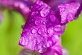 Violet-blue flowers of wild iris, covered with drops of summer rain, on a green background of meadow grasses Royalty Free Stock Photo