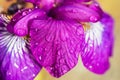 Violet-blue flowers of wild iris, covered with drops of summer rain, on a green background of meadow grasses Royalty Free Stock Photo