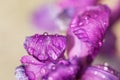 Violet-blue flowers of wild iris, covered with drops of summer rain, on a green background of meadow grasses Royalty Free Stock Photo