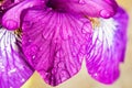 Violet-blue flowers of wild iris, covered with drops of summer rain, on a green background of meadow grasses Royalty Free Stock Photo