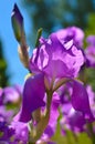 Violet blue flowers of wild iris, covered with drops of summer rain, on a green and blue backgroun Royalty Free Stock Photo