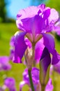 Violet blue flowers of wild iris, covered with drops of summer rain, on a green and blue backgroun Royalty Free Stock Photo