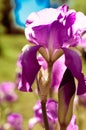 Violet blue flowers of wild iris, covered with drops of summer rain, on a green and blue backgroun Royalty Free Stock Photo