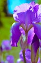 Violet blue flowers of wild iris, covered with drops of summer rain, on a green and blue backgroun Royalty Free Stock Photo