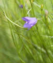 Violet Blue Harebell Flower In Soft Focus