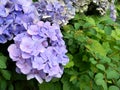 Violet blue hydrangea close up