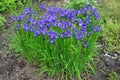 Violet and blue iris flowers close-up on green garden background. Sunny day. Lot of irises. . Blue and violet iris flowers are Royalty Free Stock Photo