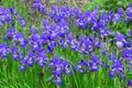 Violet and blue iris flowers close-up on green garden background. Sunny day. Lot of irises. . Blue and violet iris flowers are Royalty Free Stock Photo