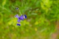 Violet and blue iris flowers closeup on green garden background. Sunny day. Large cultivated flowerd of bearded iris