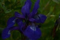 Violet and blue iris flowers closeup on green garden background. Sunny day.Large cultivated flowerd of bearded iris Royalty Free Stock Photo