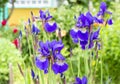 Violet and blue iris flowers closeup on green garden background. Sunny day. Lot of irises. Royalty Free Stock Photo