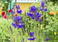 Violet and blue iris flowers closeup on green garden background. Sunny day. Lot of irises. Royalty Free Stock Photo