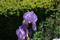 Violet and blue iris flowers closeup on green garden background Royalty Free Stock Photo