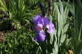 Violet and blue iris flowers closeup on green garden background Royalty Free Stock Photo