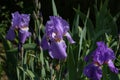 Violet and blue iris flowers closeup on green garden background Royalty Free Stock Photo