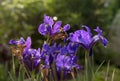 Violet and blue iris flowers closeup on green garden Royalty Free Stock Photo