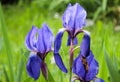 Violet and blue iris flowers closeup on green garden background. Sunny day. Lot of irises. Large cultivated flowerd of bearded iri