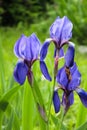 Violet and blue iris flowers closeup on green garden background. Sunny day. Lot of irises. Large cultivated flowerd of bearded iri Royalty Free Stock Photo