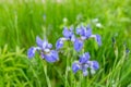 Violet and blue iris flowers closeup on green garden background. Sunny day. Blooming iris colorful flower in groups and