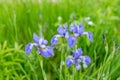 Violet and blue iris flowers closeup on green garden background. Sunny day. Blooming iris colorful flower in groups and Royalty Free Stock Photo