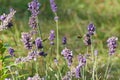 Violet lavenders with a bee flying and green background