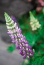 Violet blue lupine blossom garden