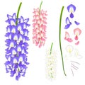 Violet Blue Pink and White Wisteria. Vector Illustration. isolated on White Background