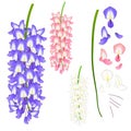 Violet Blue Pink and White Wisteria. Vector Illustration. isolated on White Background Royalty Free Stock Photo