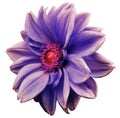 Violet-blue-white flower dahlia, white isolated background with clipping path. Closeup. no shadows. crimson-red center. side Royalty Free Stock Photo