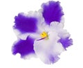 Violet with blue and white petals Royalty Free Stock Photo