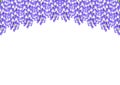 Violet Blue Wisteria isolated on White Background with copy space. Vector Illustration