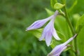 Violet bluebells of a blooming hosta on a green semi-blurred background.