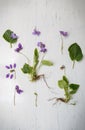 Violet botanical herbarium