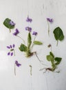 Violet botanical herbarium