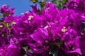 Violet bougainvillea flowers bloom close-up against a blue sky. Turkey Royalty Free Stock Photo