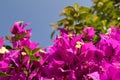 Violet bougainvillea flowers bloom close-up against a blue sky. Turkey Royalty Free Stock Photo
