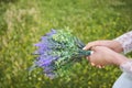 Violet bouquet held tightly in hands of a woman in white dress on field of yellow blossoms. Royalty Free Stock Photo