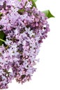 Violet bouquet of lilac